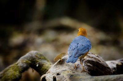 Damadrossel (M) / Orange-headed Thrush